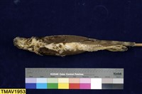 鳳頭蒼鷹藏品圖，第7張
